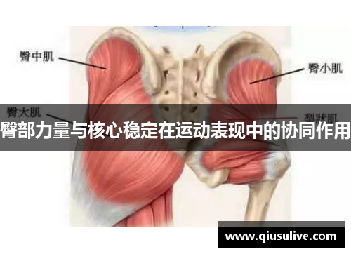 臀部力量与核心稳定在运动表现中的协同作用