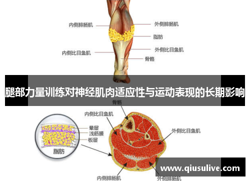 腿部力量训练对神经肌肉适应性与运动表现的长期影响